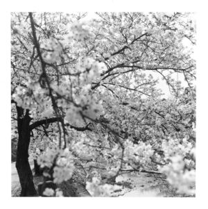 写真集　芦屋桜